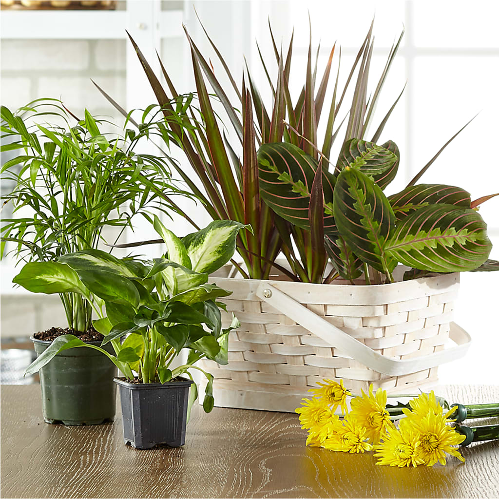 Florist Designed Blooming and Green Plants in a Basket – Elite Flowers Of Hemet, Hemet CA