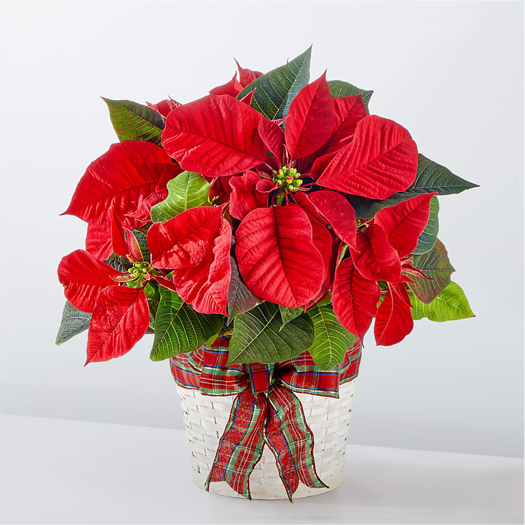 Happiest Holidays Poinsettia – Elite Flowers Of Hemet, Hemet CA