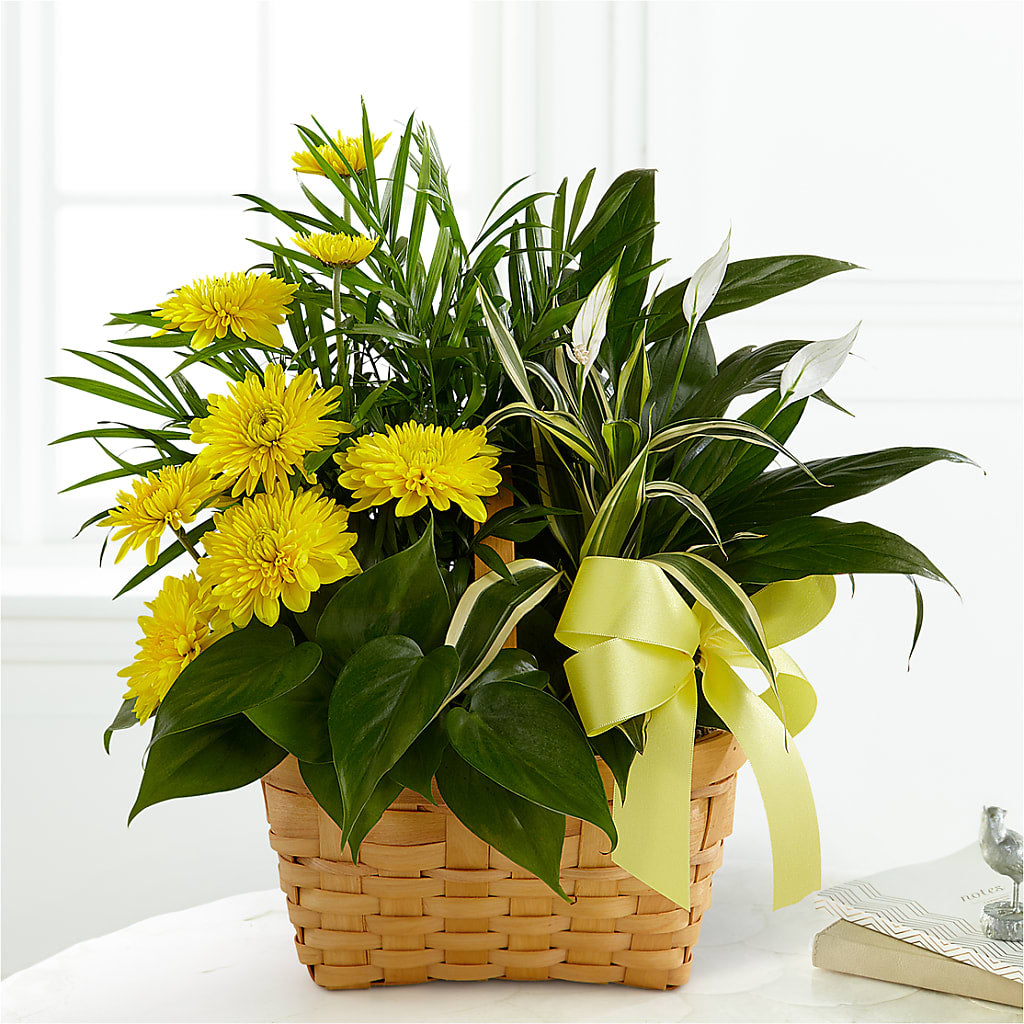 Loving Light Dishgarden – Elite Flowers Of Hemet, Hemet CA