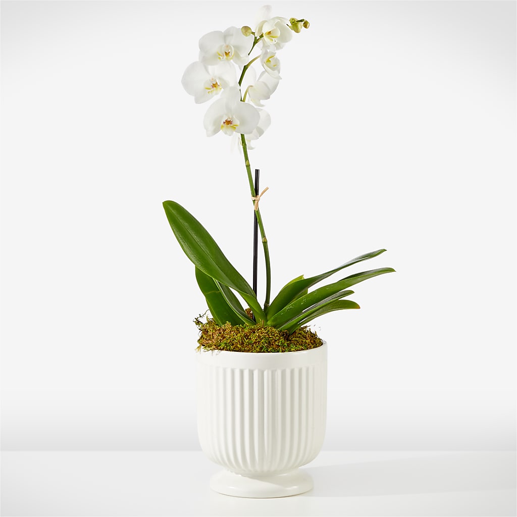 Whispering White Orchid – Elite Flowers Of Hemet, Hemet CA