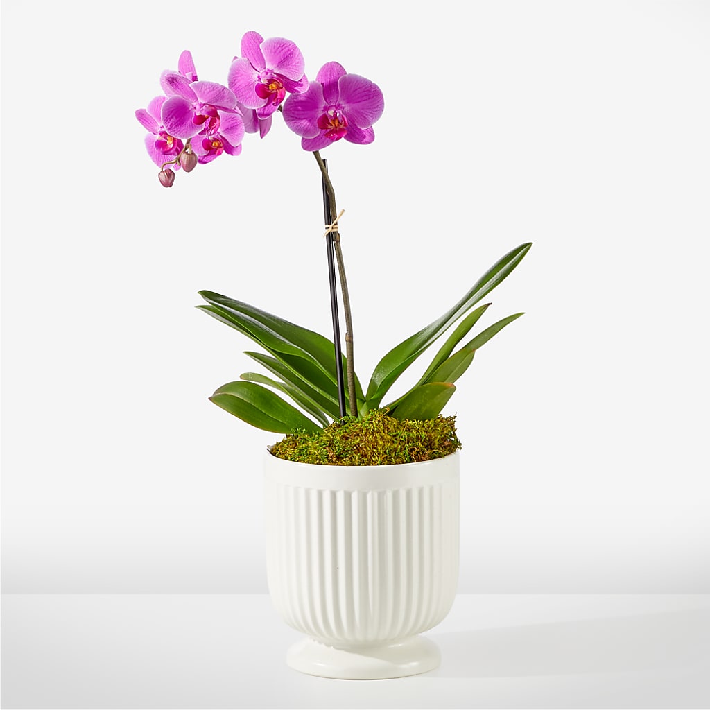 Friendly Fuchsia Orchid – Elite Flowers Of Hemet, Hemet CA