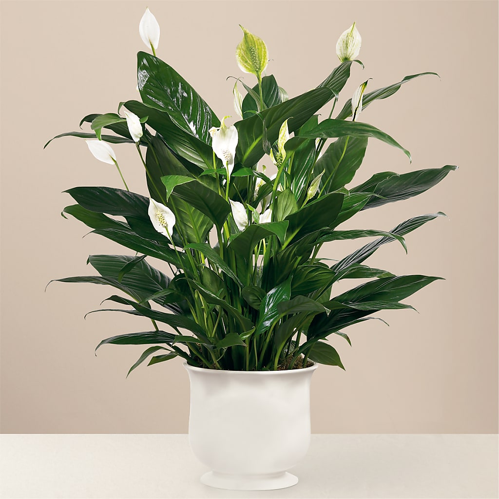 Comfort Planter – Elite Flowers Of Hemet, Hemet CA
