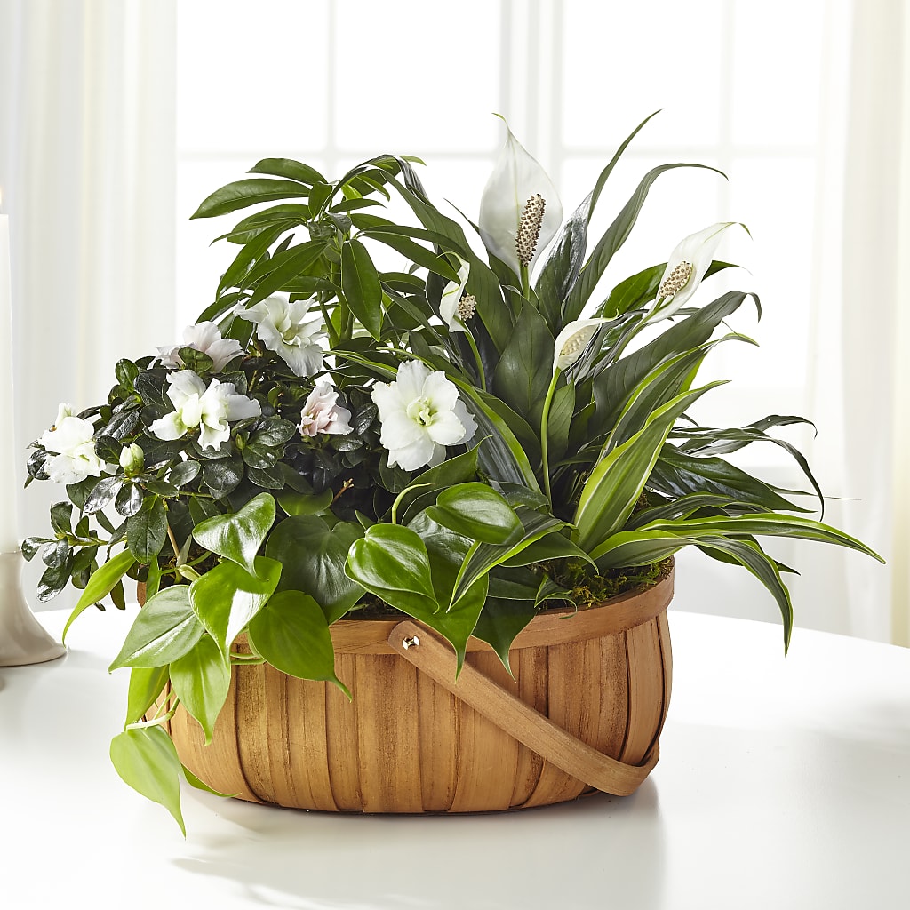 Serene Dishgarden – Elite Flowers Of Hemet, Hemet CA