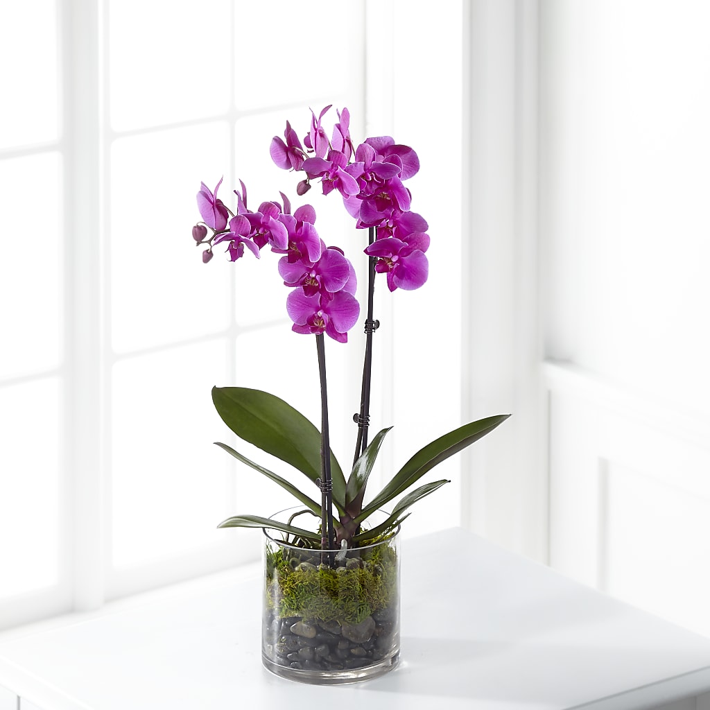 Pink Orchid Plant – Elite Flowers Of Hemet, Hemet CA