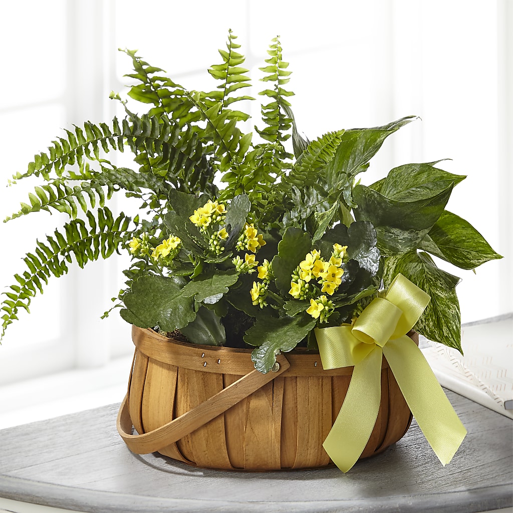 Always Dear Dishgarden – Elite Flowers Of Hemet, Hemet CA