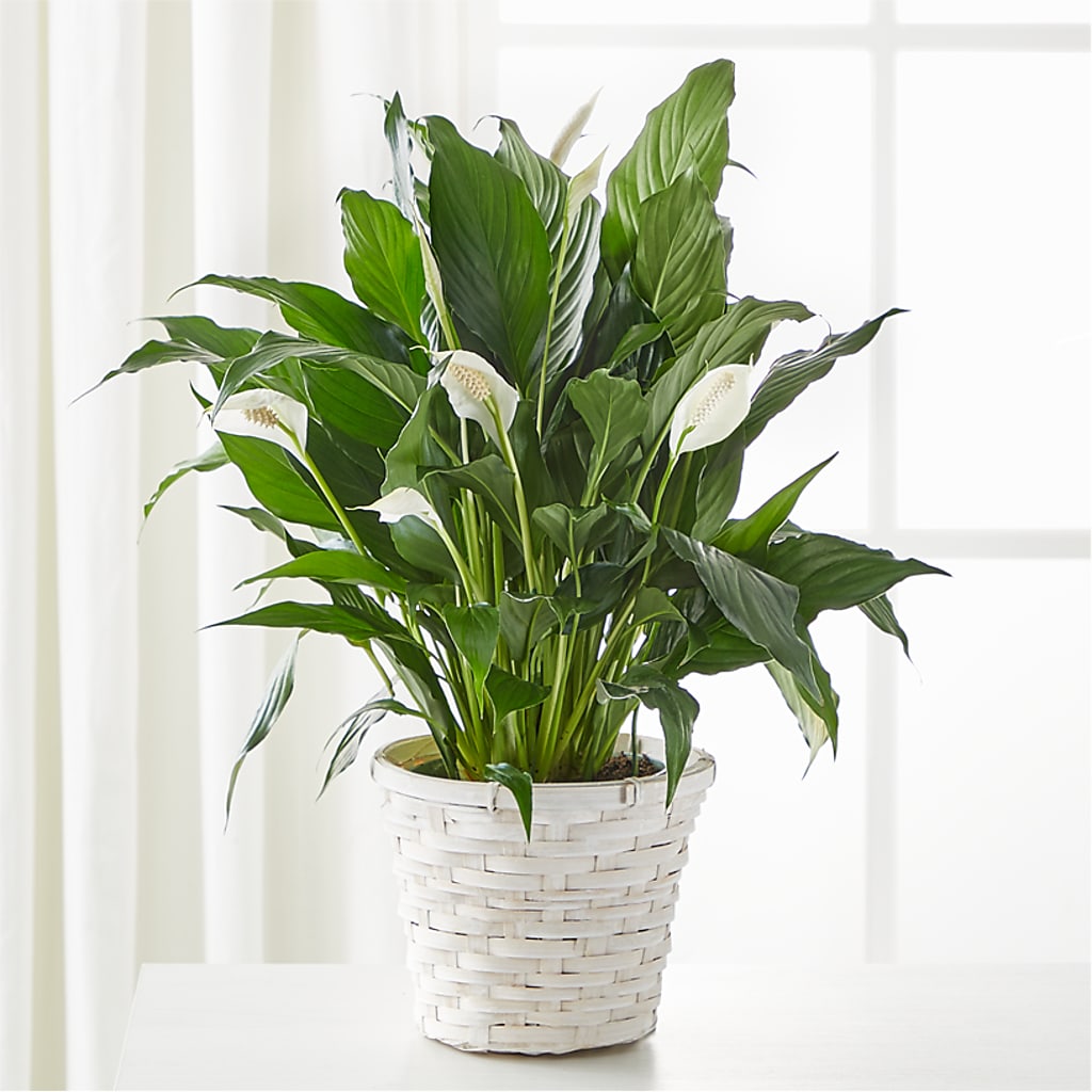 A New Leaf Peace Lily – Elite Flowers Of Hemet, Hemet CA