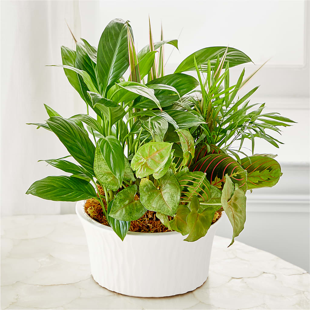 Balance & Harmony Dishgarden – Elite Flowers Of Hemet, Hemet CA