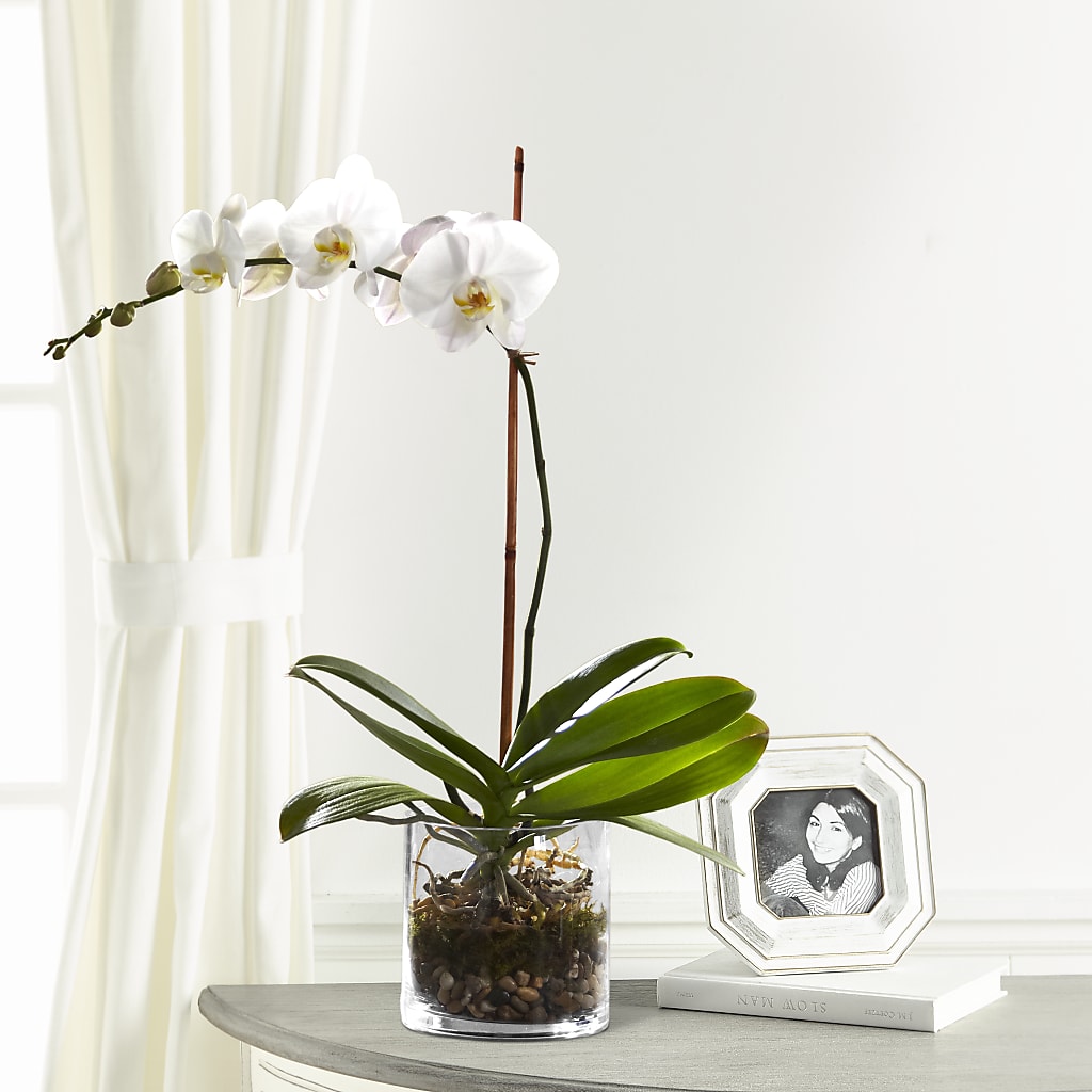 White Orchid Planter – Elite Flowers Of Hemet, Hemet CA