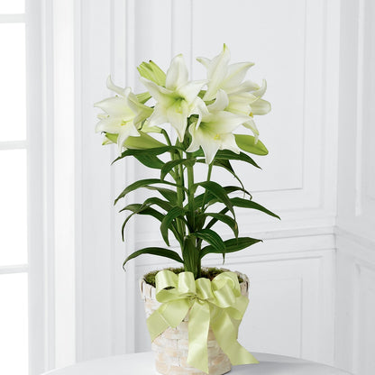 Easter Lily Plant –  Elite Flowers Of Hemet, Hemet CA