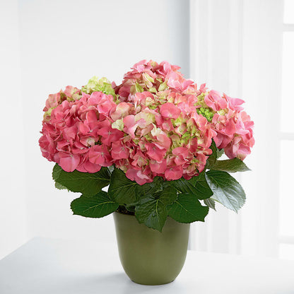 Pink Hydrangea Planter –  Elite Flowers Of Hemet, Hemet CA