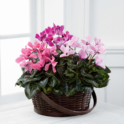 Mixed Cyclamen Planter –  Elite Flowers Of Hemet, Hemet CA
