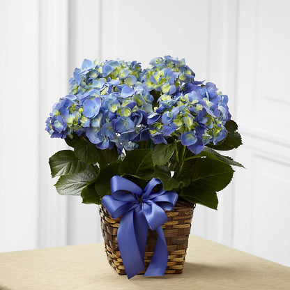 Blue Hydrangea Planter –  Elite Flowers Of Hemet, Hemet CA