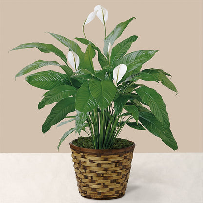 Tranquil Moments Peace Lily Plant –  Elite Flowers Of Hemet, Hemet CA