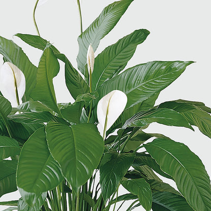 Tranquil Moments Peace Lily Plant –  Elite Flowers Of Hemet, Hemet CA