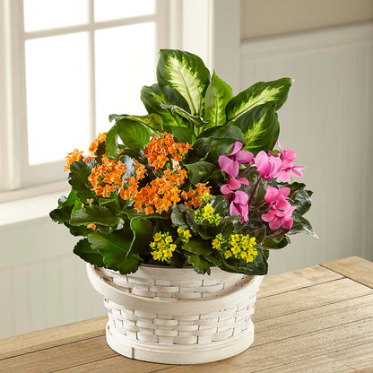 Color Crush Dishgarden –  Elite Flowers Of Hemet, Hemet CA