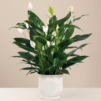 Comfort Planter –  Elite Flowers Of Hemet, Hemet CA