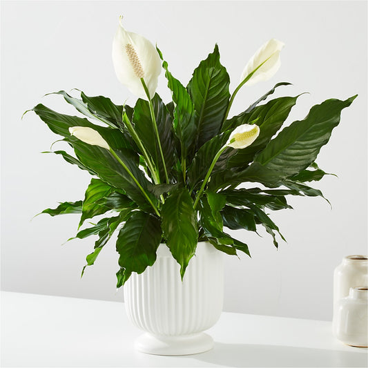 Comfort Planter –  Elite Flowers Of Hemet, Hemet CA