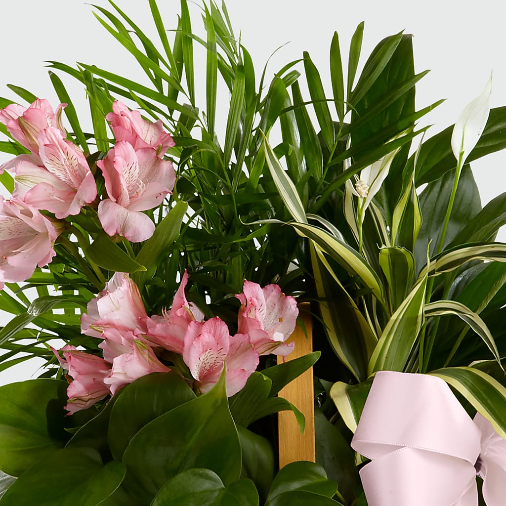 Living Spirit Dishgarden –  Elite Flowers Of Hemet, Hemet CA