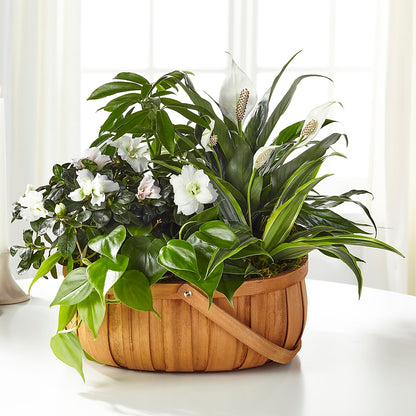 Serene Dishgarden –  Elite Flowers Of Hemet, Hemet CA