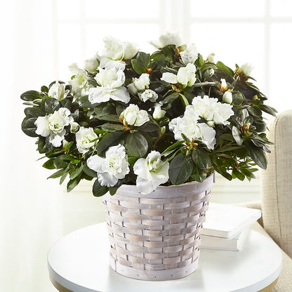 White Azalea Plant –  Elite Flowers Of Hemet, Hemet CA