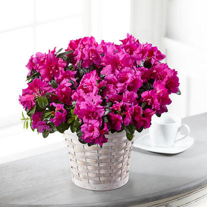 Hope & Serenity Azalea Plant –  Elite Flowers Of Hemet, Hemet CA