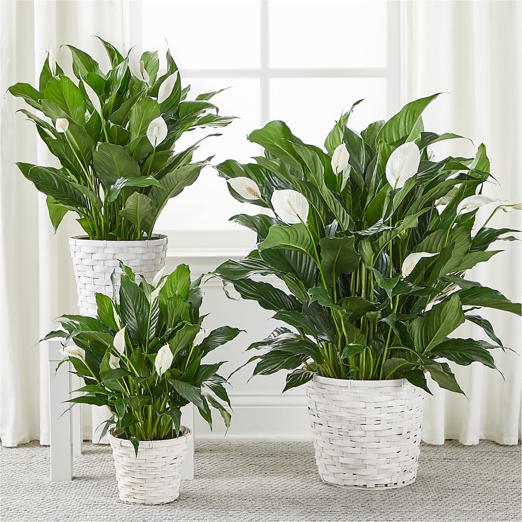 A New Leaf Peace Lily –  Elite Flowers Of Hemet, Hemet CA