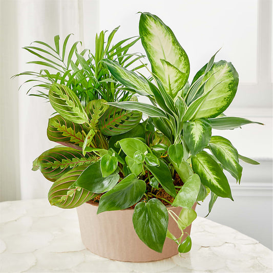 Balance & Harmony Dishgarden –  Elite Flowers Of Hemet, Hemet CA