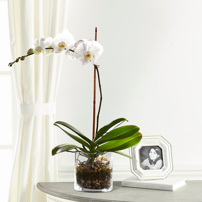 White Orchid Planter –  Elite Flowers Of Hemet, Hemet CA